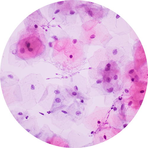 Close up of tissue cells underneath a microscope